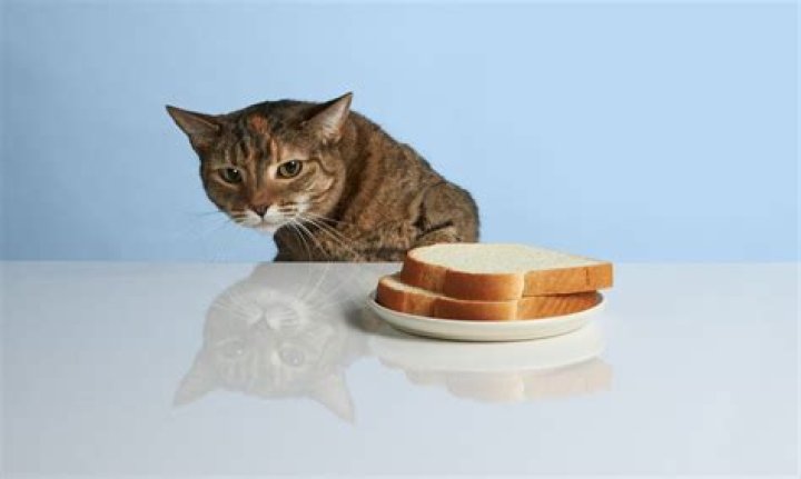 Can cats have bread?