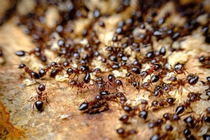 Do ants have friends?
