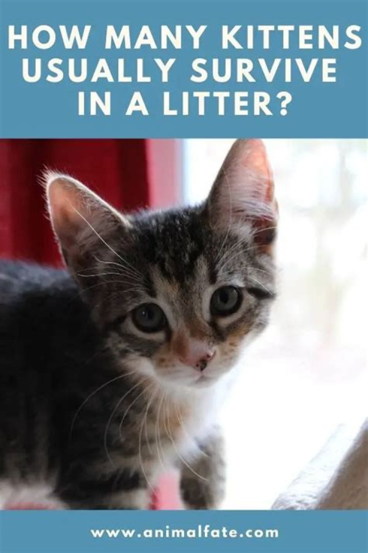 How many kittens usually survive in a litter?