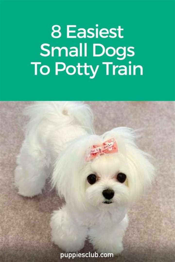 What's the easiest small dog to train?