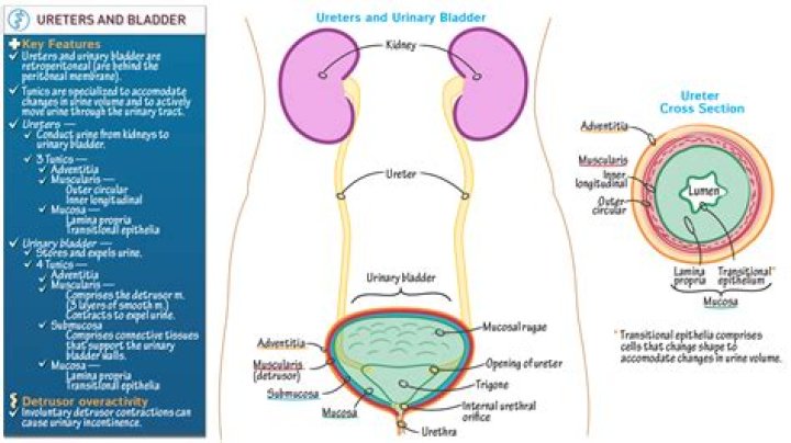 What is directly behind the belly button?