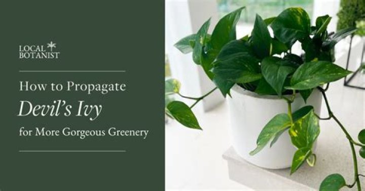 Why is money plant called Devil's Ivy?